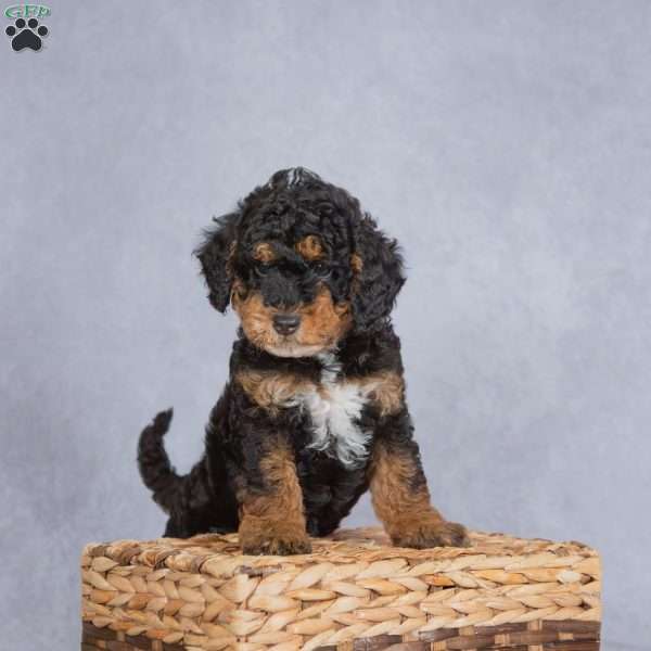 Smokey, Miniature Poodle Puppy
